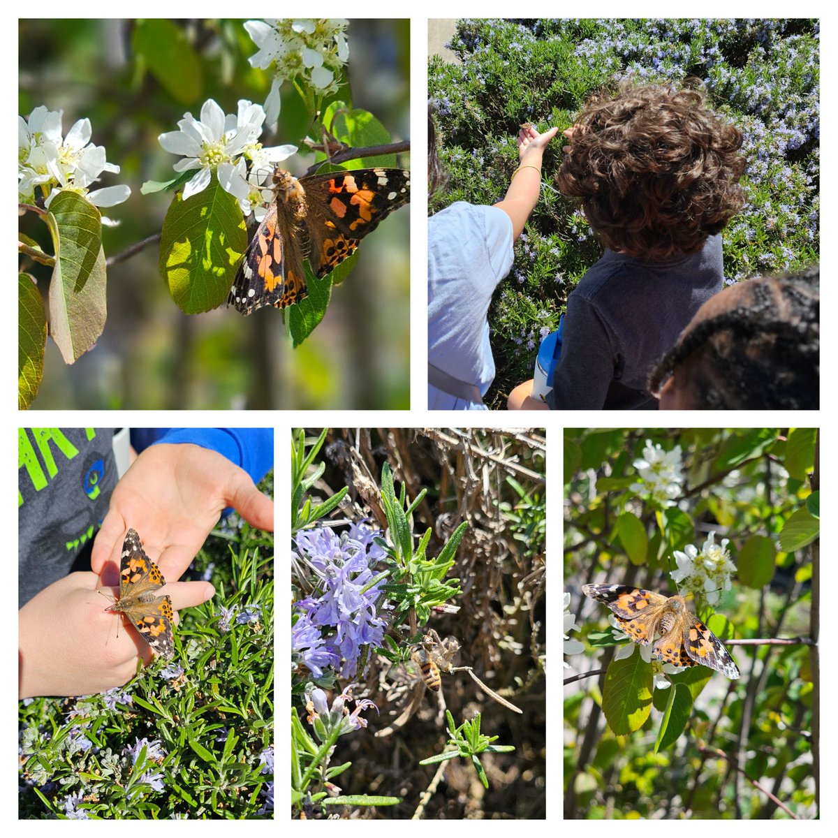 2nd graders @SartoriSTEM are still buzzing about bugs! Today they released the butterflies they raised & observed. So much learning, asking questions, and doing research from observing this process!