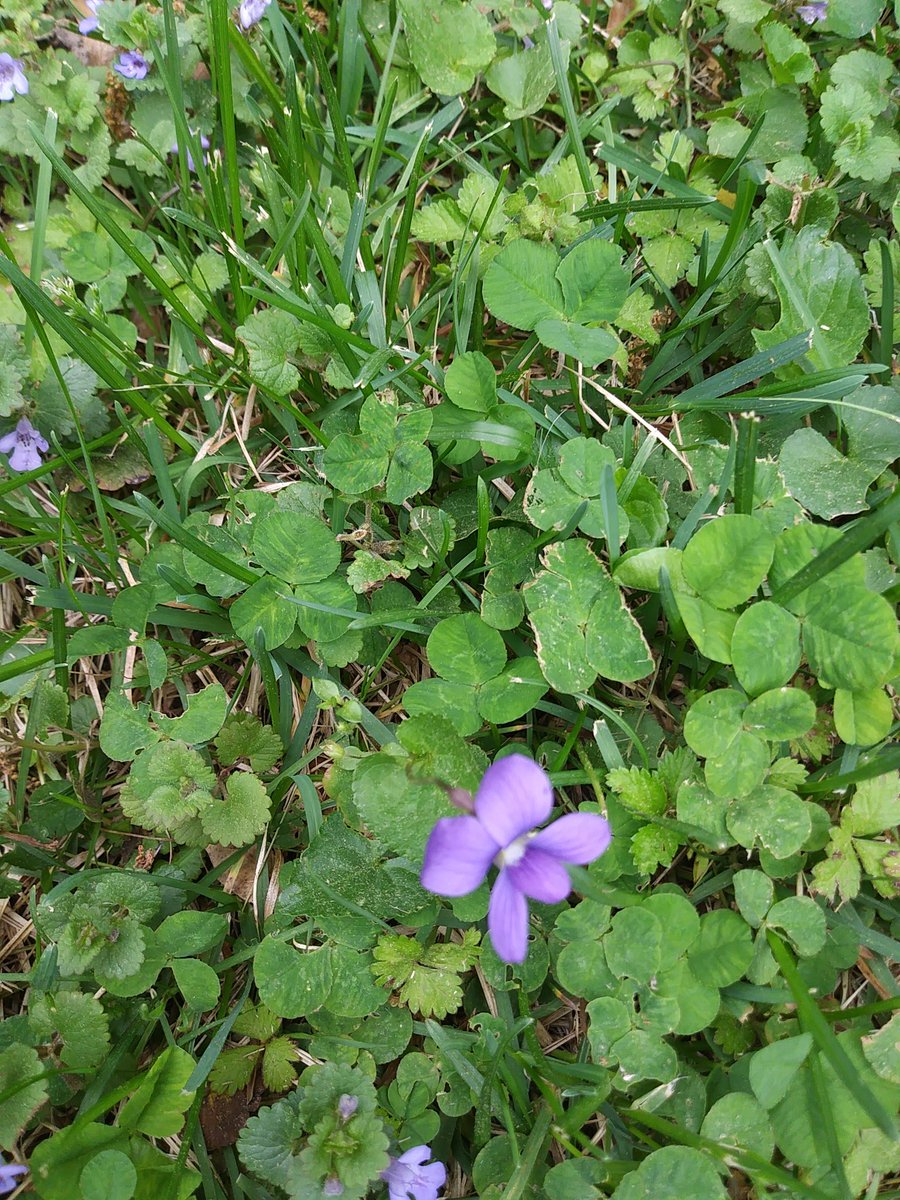 IAMJamena's tweet photo. #HAPPYtHERsday🌱💜💚🍀🌱🌻🍃✨✨✨💫
#tHERsday TIP: GO . TOUCH . GRASS . 💚🍀🍃
And . . MAKE connectIONS 🌞✨✨✨👣💫
🏡🌻#JUSTjAMENa Getting Grounded🌱👣🌱 https://t.co/9kqe0geUaQ
