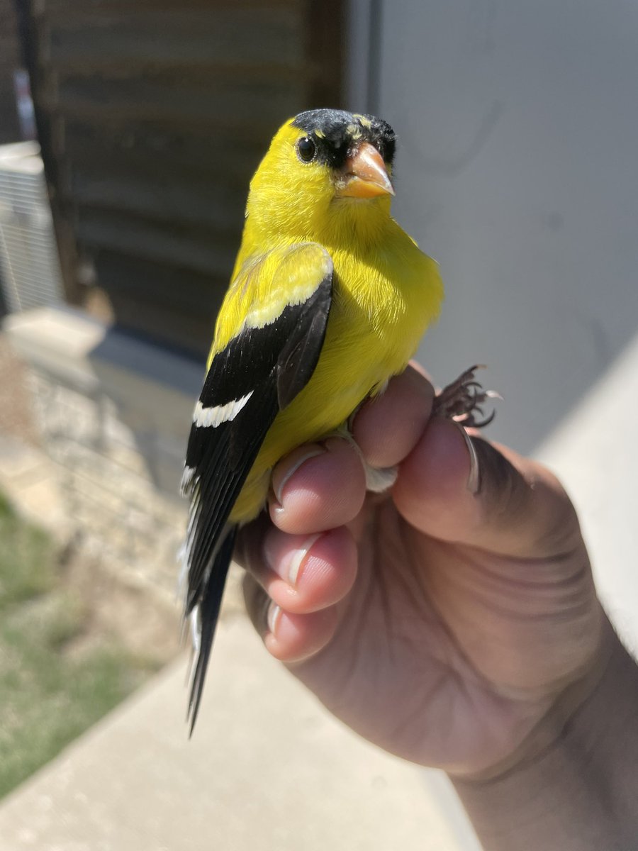 American Goldfinches about a month apart. You can see they’re transitioning to their breeding plumage now that spring is here