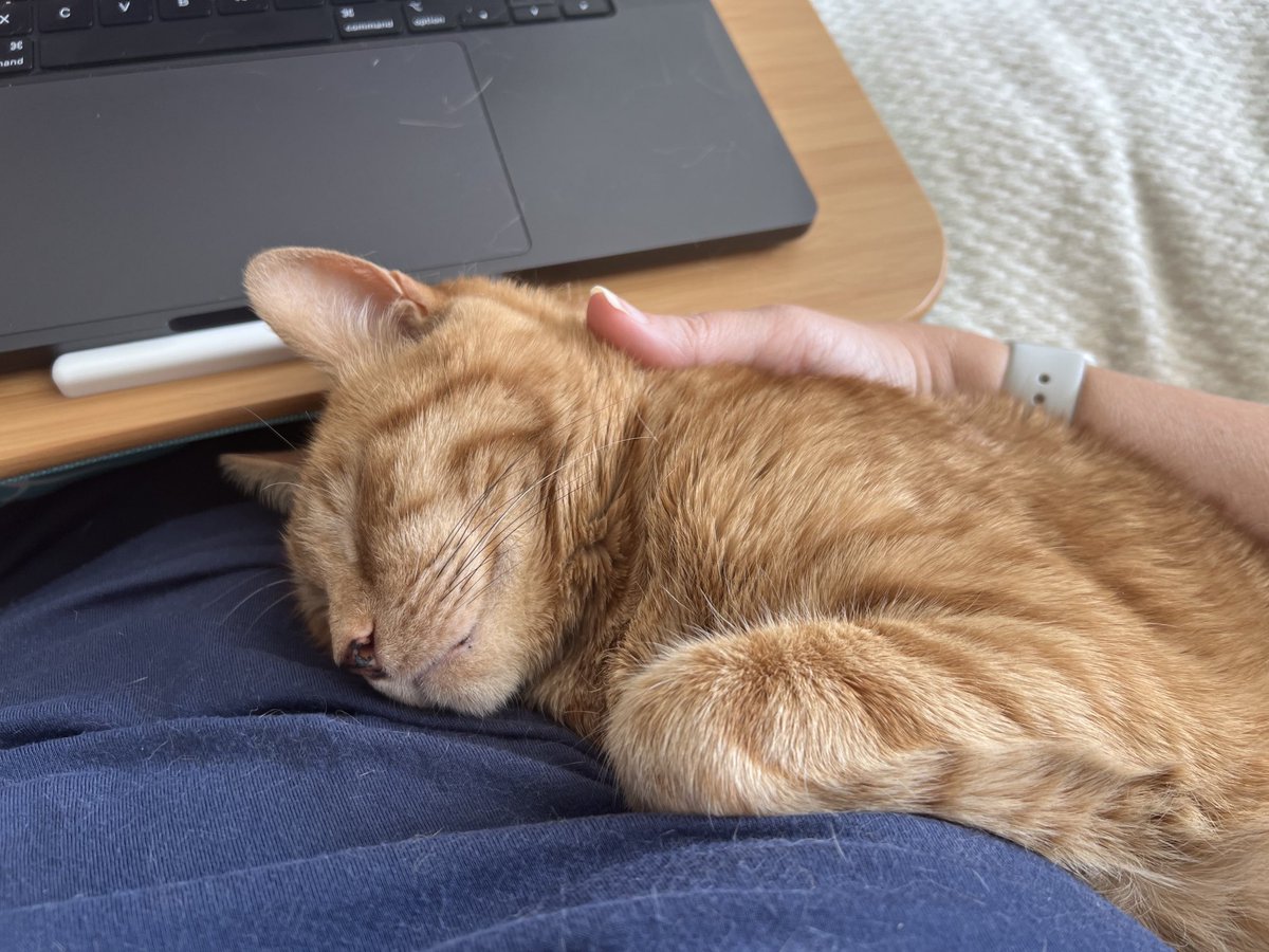 Remember to supervise your human closely when they work from home. Your input is vital to keeping the operation efficient.