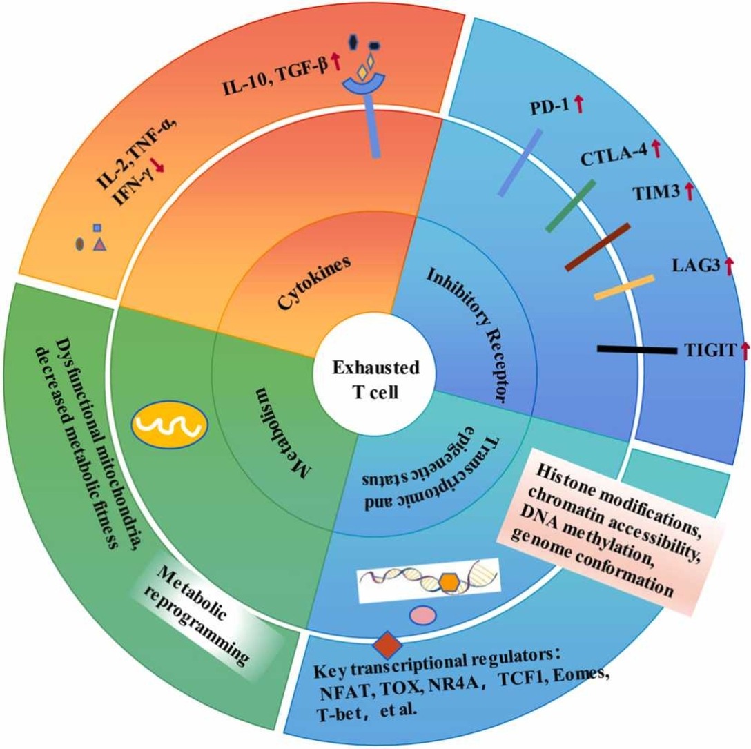 Check out this exciting discussion on the reported drivers of T cell exhaustion in hepatocellular carcinoma and potential strategies to reverse it: doi.org/10.1016/j.phrs… #Tcell #carcinoma #PharmacolRes #openaccess #Research #PharmaTwitter #MedTwitter