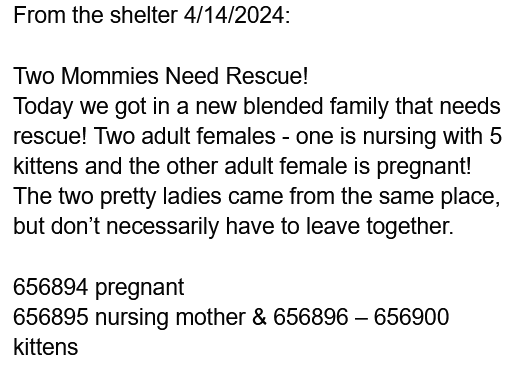 🆘URGENT🆘PLEDGES NEEDED🙏🏽PLEASE HELP IF YOU CAN🆘 💖THESE 2 MOMS & 5 NURSING🐾#KITTENS🐾💖 🚨NEED💰PLEDGES 4 #RESCUE 🚔ASAP!*Goal is $700🚨 ▶IDs 656894 - 900 facebook.com/photo/?fbid=81… 🙏🏽#PLEDGE 2 #SAVEALIFE 💞SHARING SAVES LIVES💞 #MARIETTA #GA @cobbkitties #KITTENSEASON