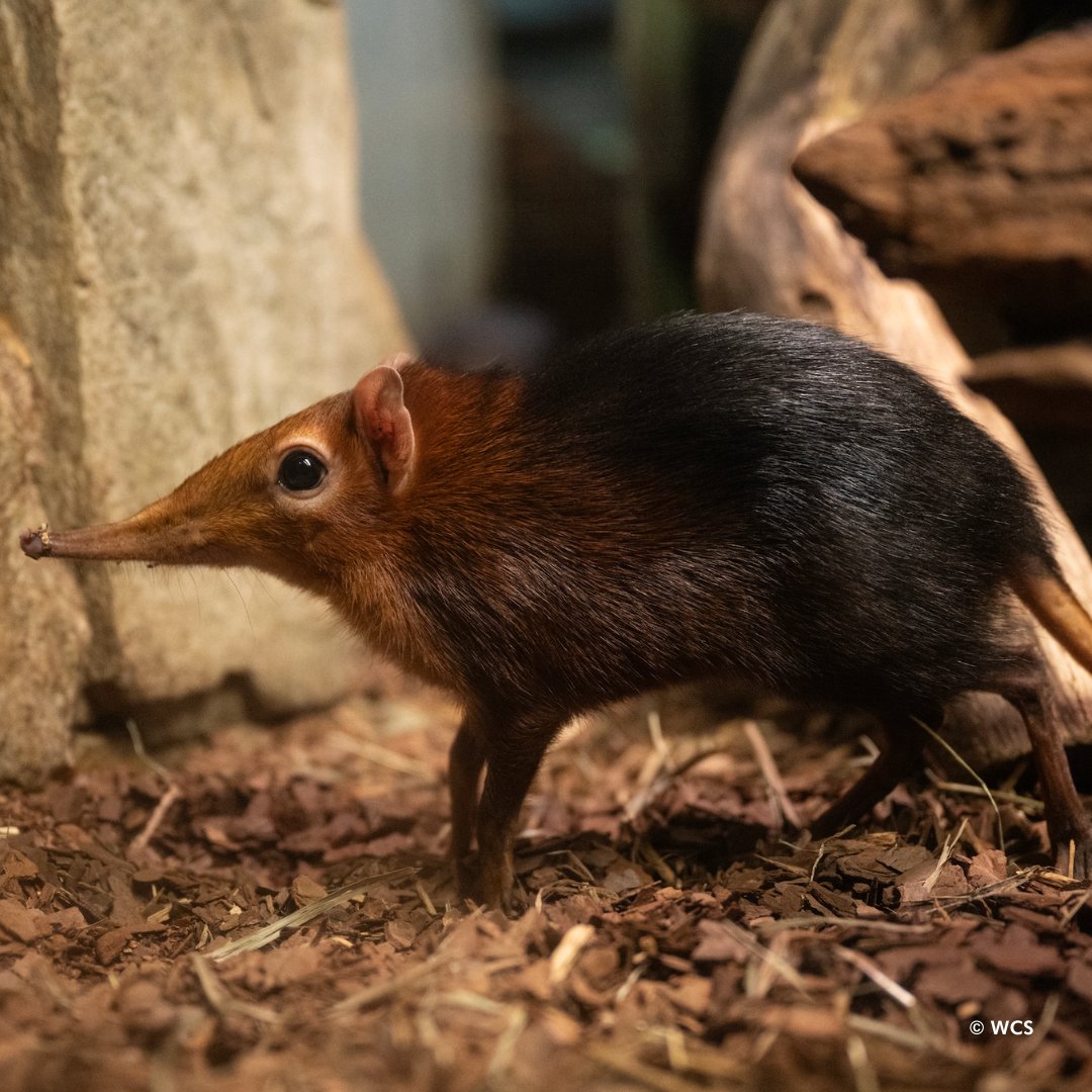 Black and rufous giant elephant shrews are not true shrews, but are more closely related to elephants, aardvarks, and tenrecs. They are one of the fastest small mammals, reaching speeds up to 17mph. See if you can catch a glimpse of them next time you visit the Mouse House!