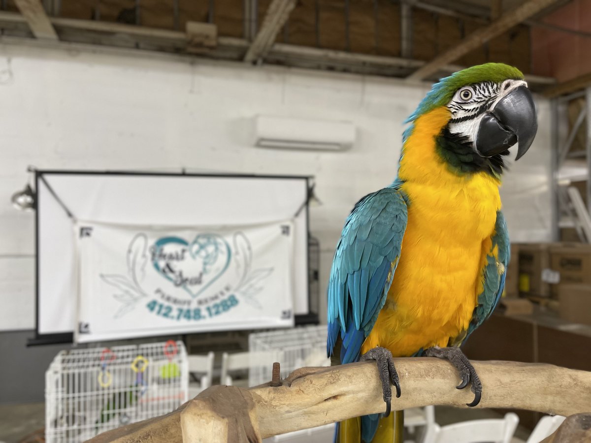 PGHTodayLive's tweet photo. 🦜 Meet our new fine feathered friends at Heart &amp; Soul Parrot Rescue! This group of animal lovers is helping to care and find homes for beautiful pet birds. @omalley1212 

Also, happy birthday to PTL videographer Jeff Roupe (@kdka2vidguy)! 

WATCH HERE >> https://t.co/Act6KEMrnu https://t.co/Ne2NtKgOfF