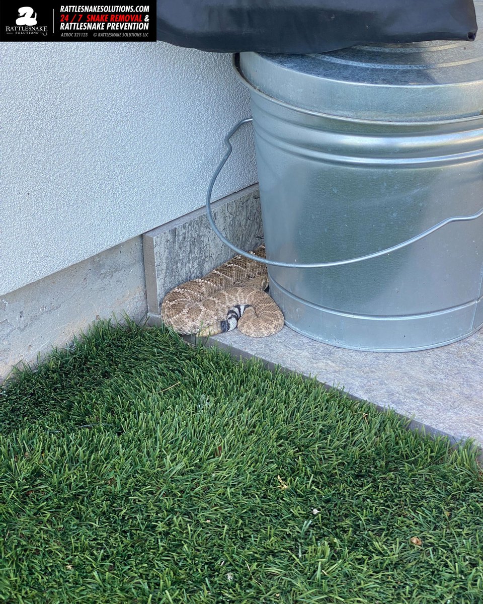 This Western Diamondback Rattlesnake was found on a back patio in north Phoenix. The day was on the warm side, and the artificial grass was way too hot to be around. Luckily, it found some time to cool off on, and Nick was able to relocate it to a more natural situation.