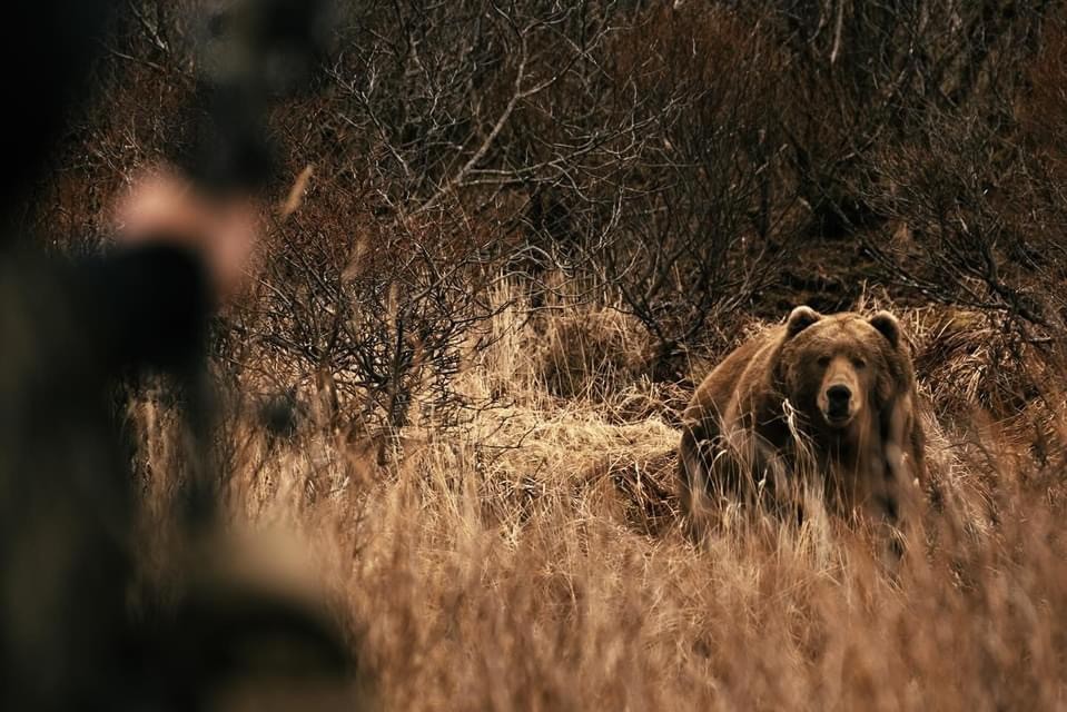 Congrats to Mark Heck from @TheGivenRight - Hunting, who may have possibly just shot a new world record Alaska Brown Bear at 15 yards with his bow. Talk about a wow factor!!! Way to go Mark! #ITSINOURBLOOD #hunting #outdoors #brownbear #bearhunting #bowhunting #