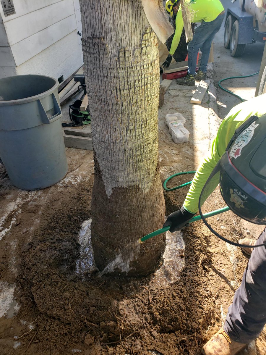 Palm tree planting for San Francisco  Department of Public Works. Special thanks to @devilmountainnursery - great job! 🙌 We're repurposing our own wood using it for the bracing! 💯👍

#ArboristNow #publicworks #sanfrancisco #palmtree #teamwork