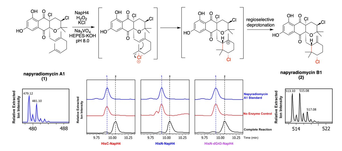 NapH4 - now in E. coli! Congrats to @JacksonBaumga10 and @lialsalazar for getting a really challenging Streptomyces vanadium enzyme to solubly express in E. coli! Other fun VHPO tips and tricks inside, check our accepted Methods in Enzymology article here: authors.elsevier.com/a/1ixogHRzCT-ck