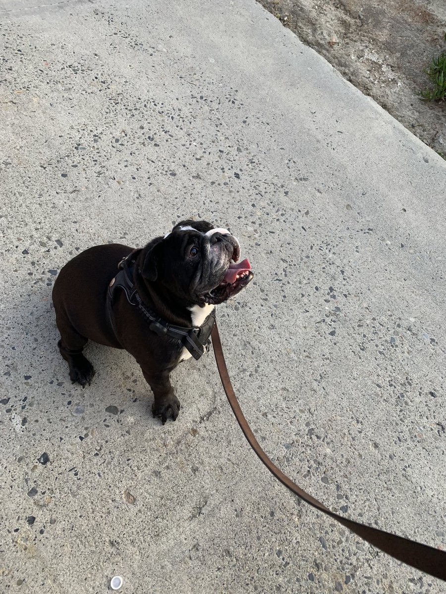 Speaking and running. Incredibly blessed with these opportunities and this body. Oh, and I saw this cute English bulldog (named Moogie [sp?]) that I had to pet. for those who cannot.