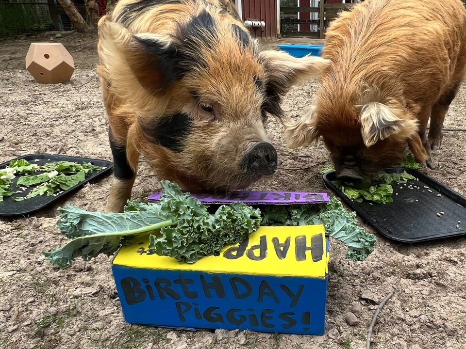 🥳 🐷 Oink, oink, hooray—it’s Otis and Winston’s first birthdays! Kids’ Farm keepers threw the kunekune boys a party fit for a pig, complete with a “cake” made of their favorite treats—lettuce and carrots—which they promptly snuffled up!