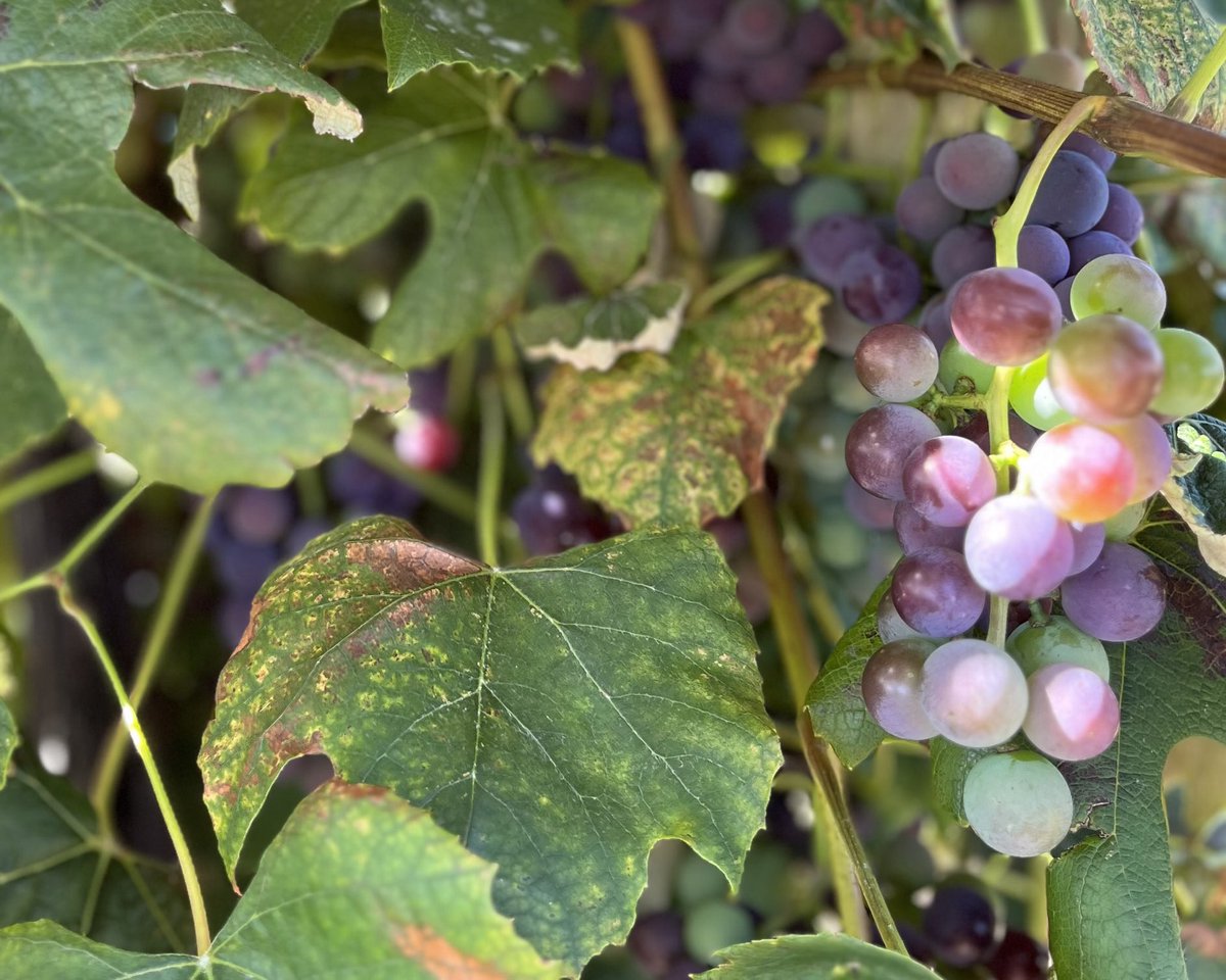 Great news for New York grape growers! 🍇 The USDA has agreed to purchase $45 million in surplus Concord grape juice to distribute to various nutrition assistance programs, benefitting communities in need across the nation as well as our grape growers. I’m always proud to…