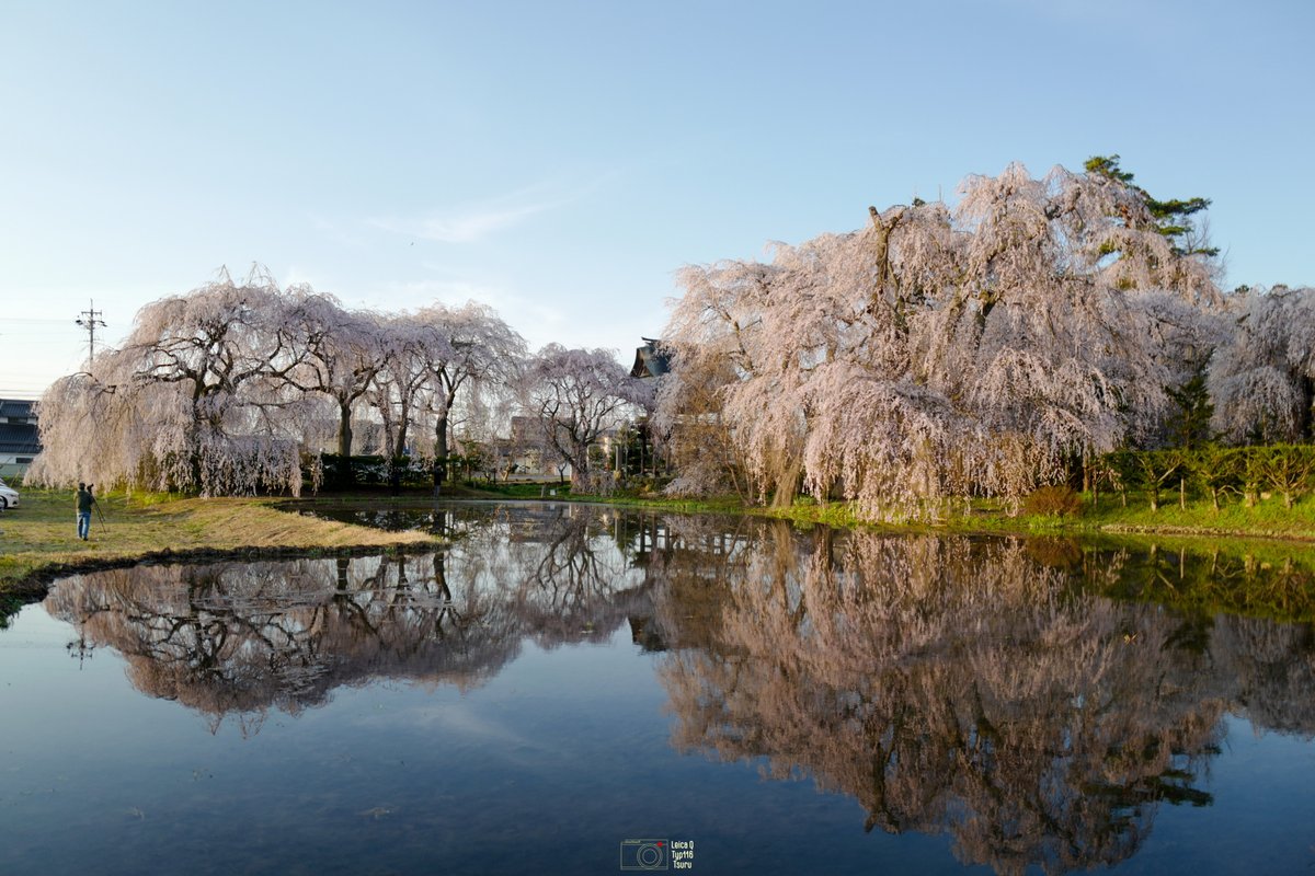 The weeping cherry blossoms at Anyoji Temple were beautiful this year as well. #Leica #leicaQ #typ116