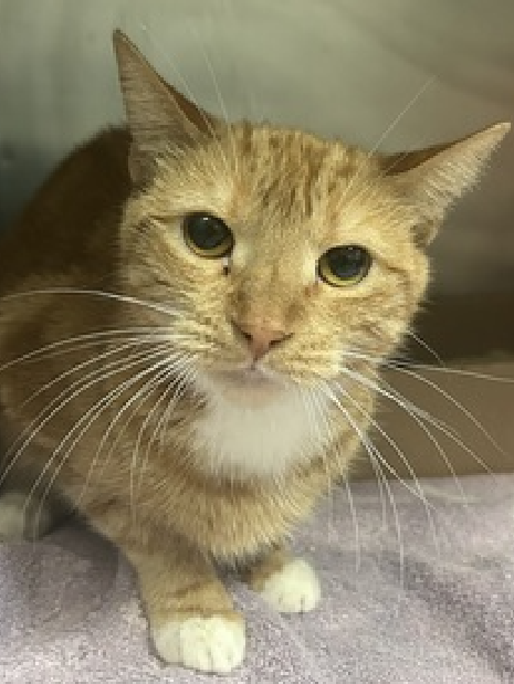 🆘🆘 ALBERTA, 5 YO, FEMALE – IN BROOKLYN ACC 🆘🆘 - came into the shelter as an aco - owner surrender on 3/2/2024, with the surrender reason stated as person circumstance- moving. 😿 😿 😿 😿 ALBERTA was brought in from a hoarding situation with limited information on her