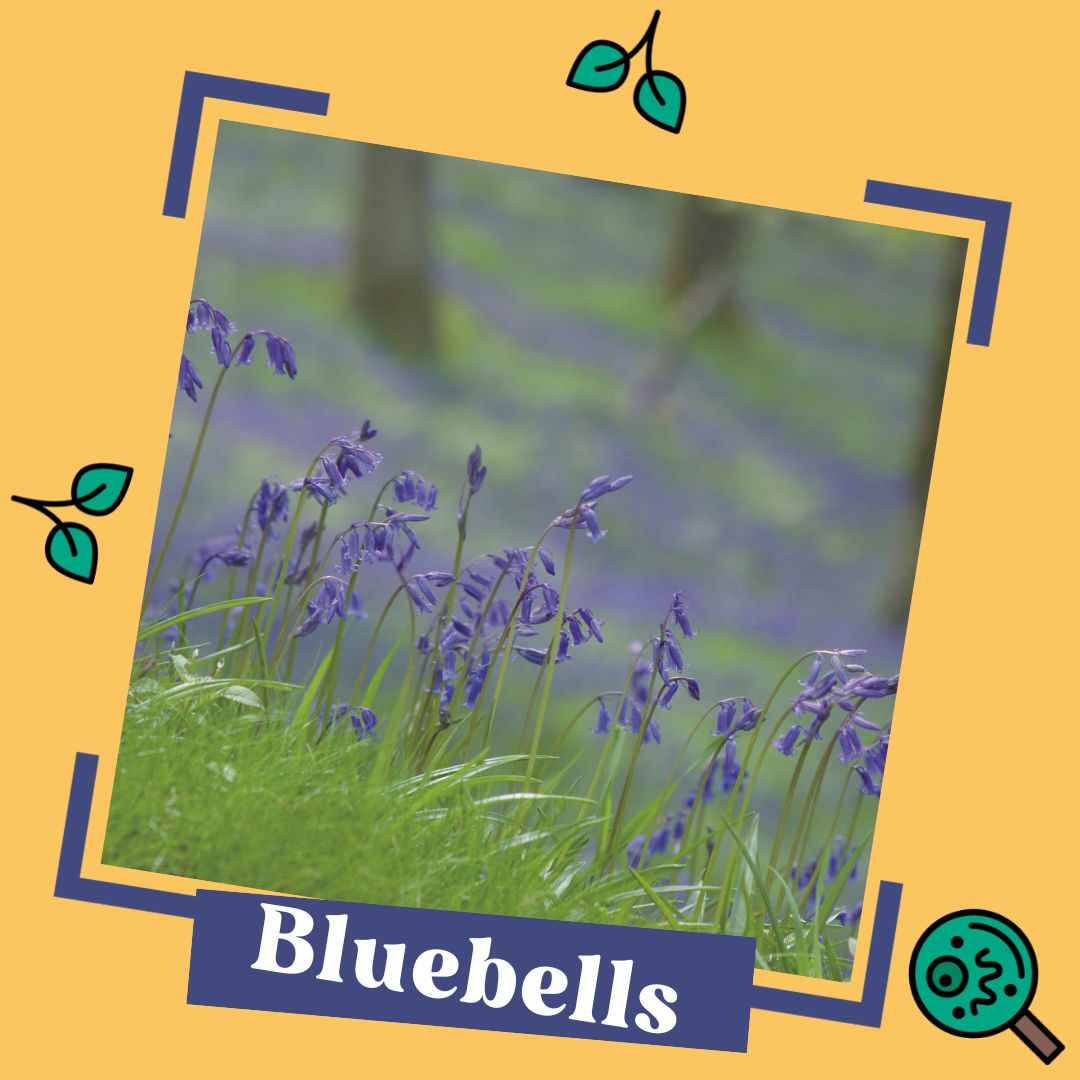 Have you seen bluebells yet? We'd love your help to collect data on spring's arrival this year - if you see a bluebell, or other key spring indicator, you can add a record on our quick, interactive Signs of Spring survey: field-studies-council.org/signs-of-sprin… #SpringSpotting @RoyalSocBio