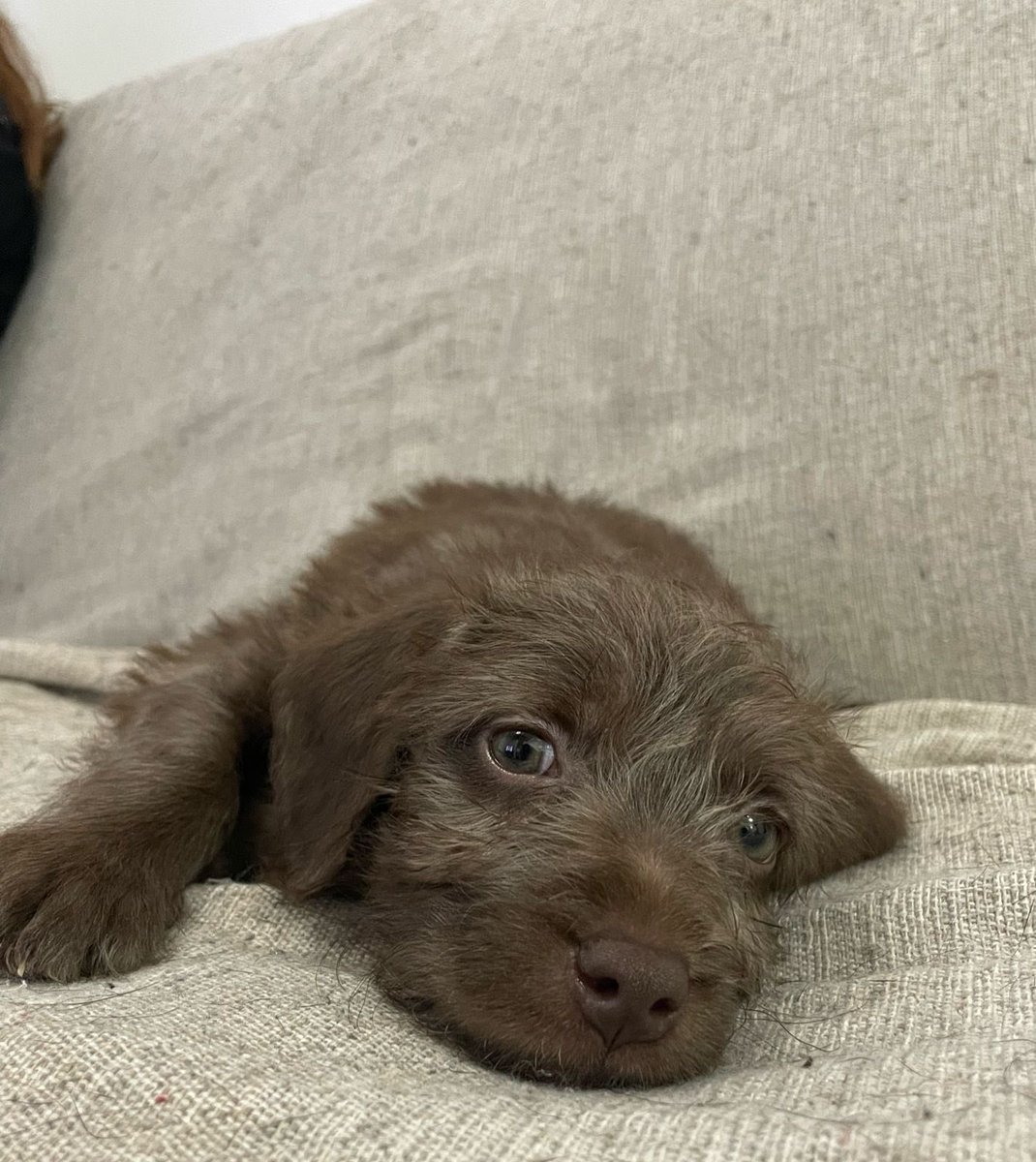 🤎Calliope🤎
Es muy juguetona, come a horario, le encantan los mimos, aprende rápido, le encanta estar con su hermanita y dormir mucho. Ella es muy chusma, le encanta mirar por el balcón y aprender trucos. Tiene casi dos meses, le das una oportunidad? ✨