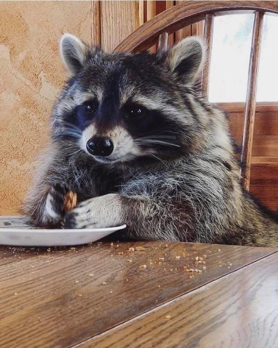 Consider this your invite to THE COOL KIDS LUNCH TABLE 😏❤️🦝
