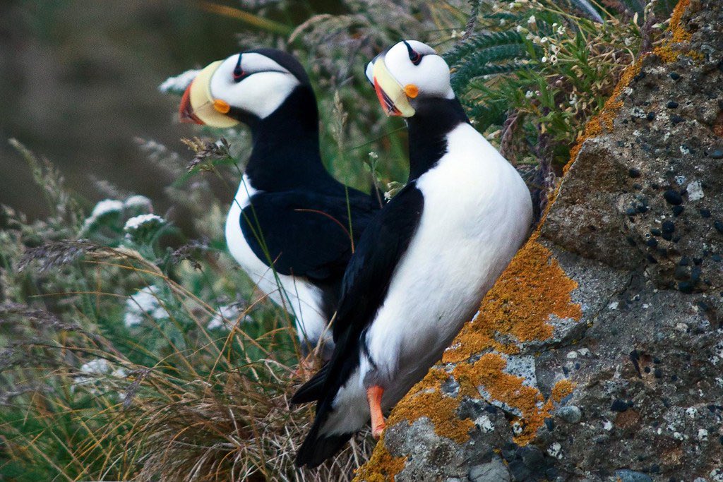 Puffin twins! #puffins