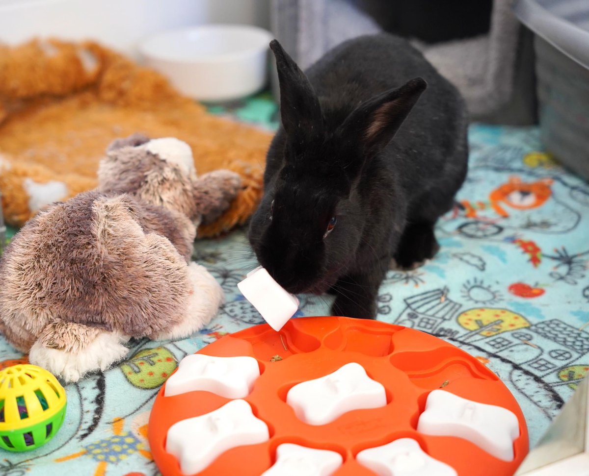 New treats from the Well Kept Rabbit have just been stocked at the HRS Hop Shop! If you haven't looked at our online store in a while, it's the perfect time to find something new to spoil the special rabbit in your life. 🛍️

Browse now: shop.houserabbit.org We ship nationwide!