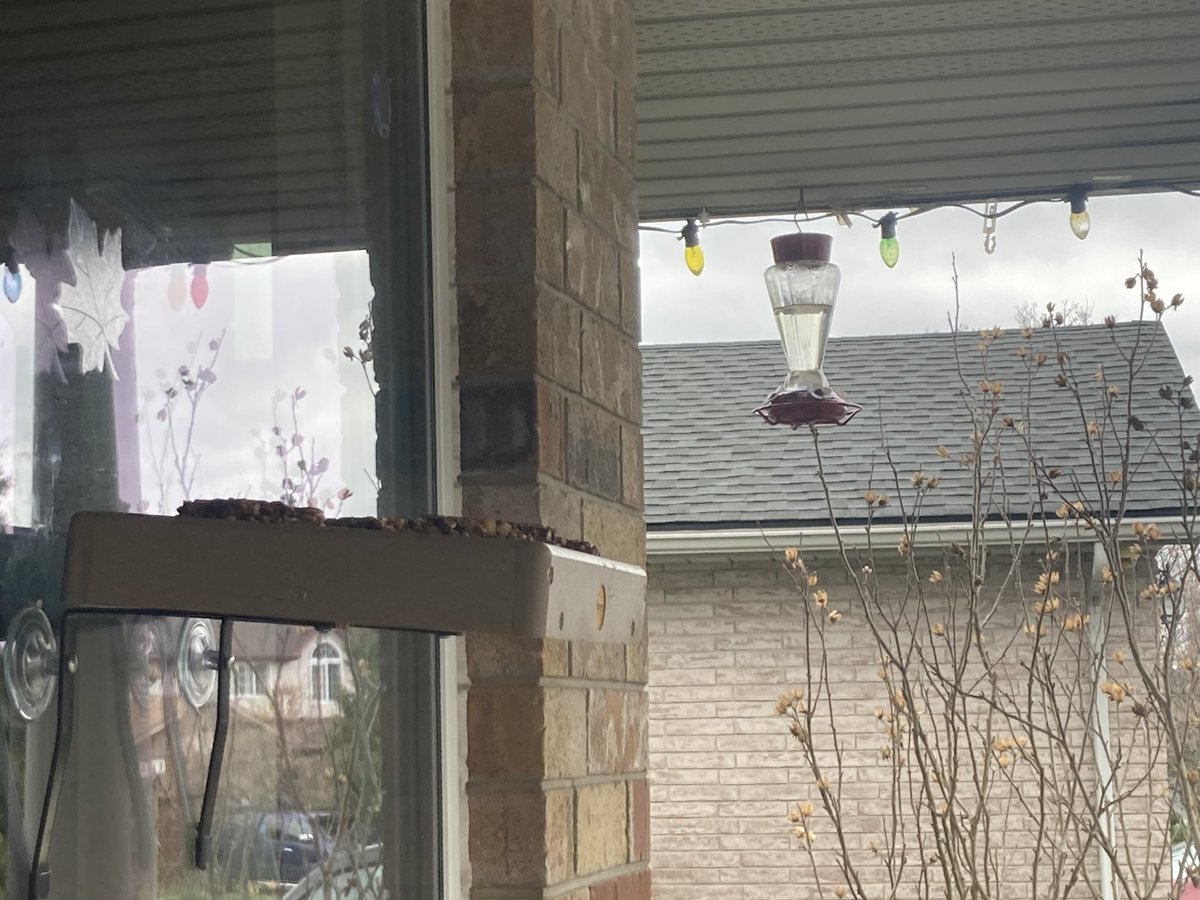 Any #hummingbird sightings yet in these parts? Got the feeders up. The Christmas lights stay up all year, just in case Santa is tardy.