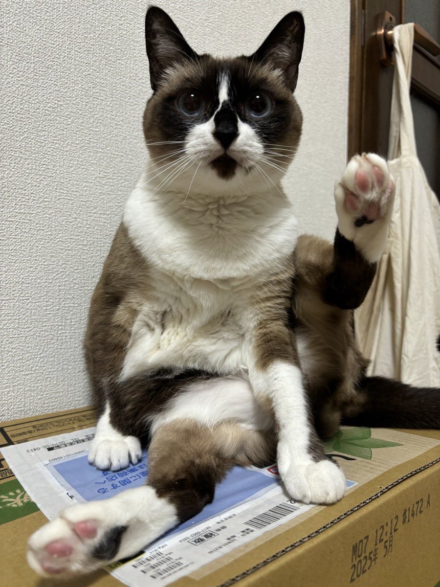 おはにゃん🐱☀️