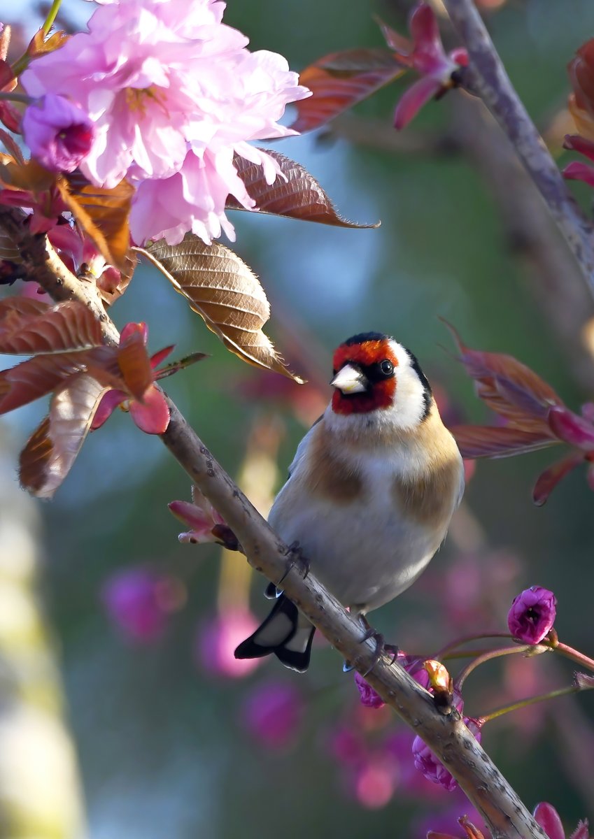 As it's Friday, I'm asking all my followers to please retweet this post if you see it, to help my bird account beat the algorithm & be seen!🙏 To make it worth sharing, here's a Goldfinch in my flowering Cherry tree 😍 Thank you very much! 🐦😊 ♥️