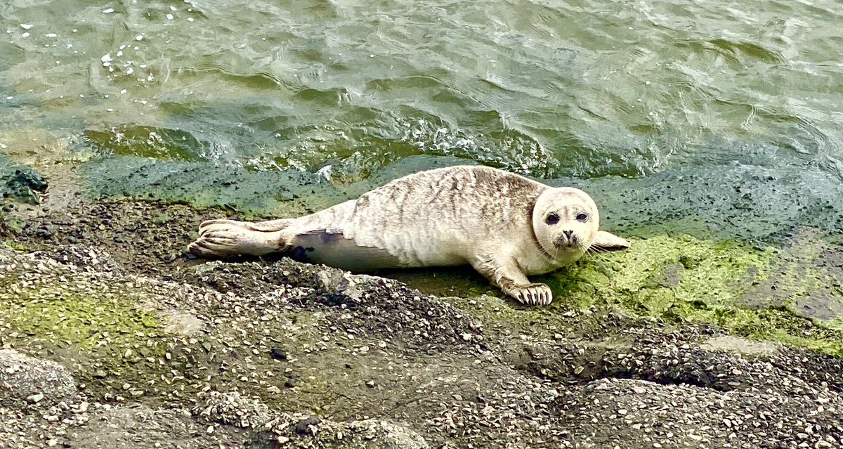 Vandaag langs de pier gewandeld. #IJmuiden #zeehond