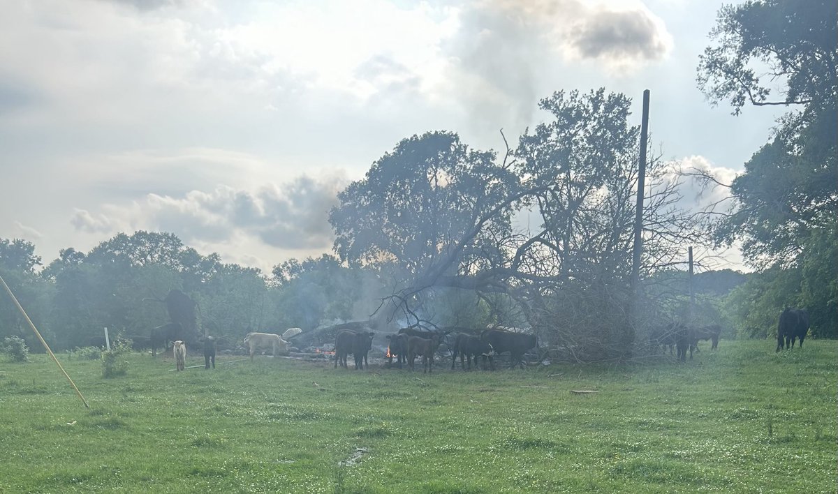 Calves are fascinated by a burning brush pile. Don’t know why, you?