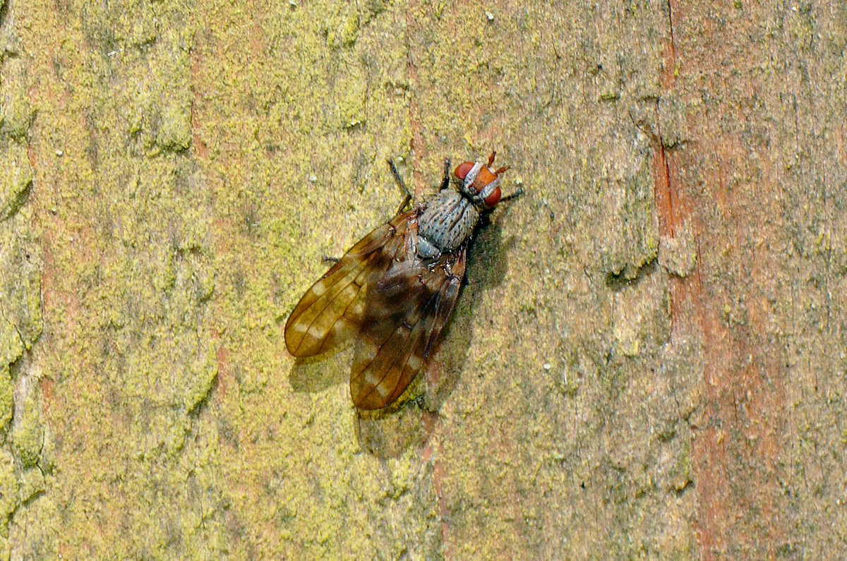 Another interesting fly seen yesterday at @BBOWT's Dry Sandford Pit, nr Abingdon - a picture-winged fly Otites guttatus sunning itself on a gatepost #FliesofBritainandIreland @gailashton @Ecoentogeek @StevenFalk1 @TVERC1 @DipteristsForum