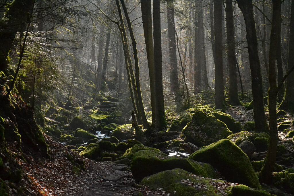 Meandering creek in the Black Forest of Germany. NMP.