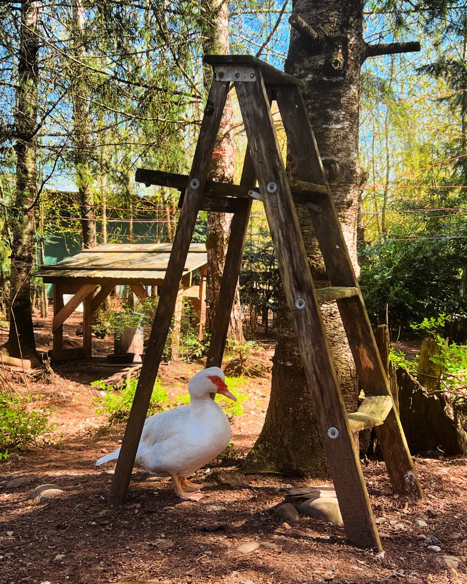 Phoebe 🤍
#homeforhooves #vancouverislandsfarmsanctuary #farmsanctuary #animalrescue #animallovers #animalsanctuary #vegan #vancouverisland #Duncan #cowichan #tourismvancouverisland #farmanimalrescue #getcuriouscowichan #explorecowichan #muscovyduck #bekindtoanimals  #duck