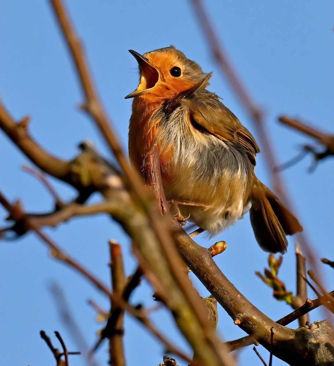 CarlBovisNature's tweet photo. Windswept Robin in song. 🎶😊
 Taken last week at Praa Sands in Cornwall. 🐦 https://t.co/SrgVhU5zU0