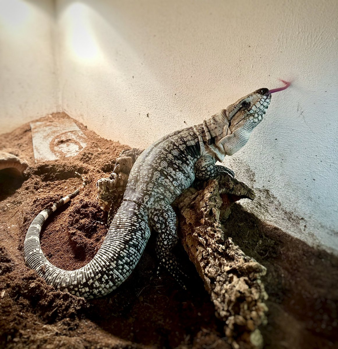 zeampzpvy's tweet photo. Just doing lizard stuff.

#tegu #lizard #argentina #southamerica #scales #blackandwhite #tegulizard #biglizard #babylizard #gianttegu #argentine #reptiles #hugetegu #omnivore #rainforest #reptile #enclosure #box #terrarium #customenclosure #custombox #tegus #heatingup https://t.co/NCWLAYOuZB