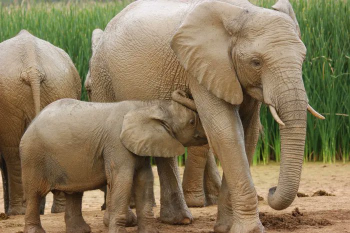 TaylorShone's tweet image. Seeing elephants in the wild was described by 1 person as being the greatest gift of life. In their natural habitat, they were &quot;a sight to behold.&quot; Some don&apos;t respect their right to live. For a fee, their lives are over. Body parts made into hideous trophies! 
#StopTrophyHunting