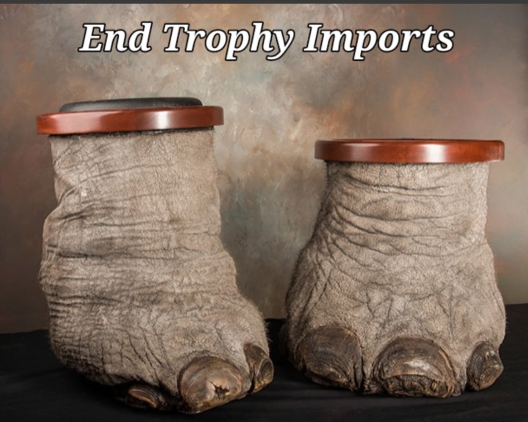 TaylorShone's tweet image. Seeing elephants in the wild was described by 1 person as being the greatest gift of life. In their natural habitat, they were &quot;a sight to behold.&quot; Some don&apos;t respect their right to live. For a fee, their lives are over. Body parts made into hideous trophies! 
#StopTrophyHunting