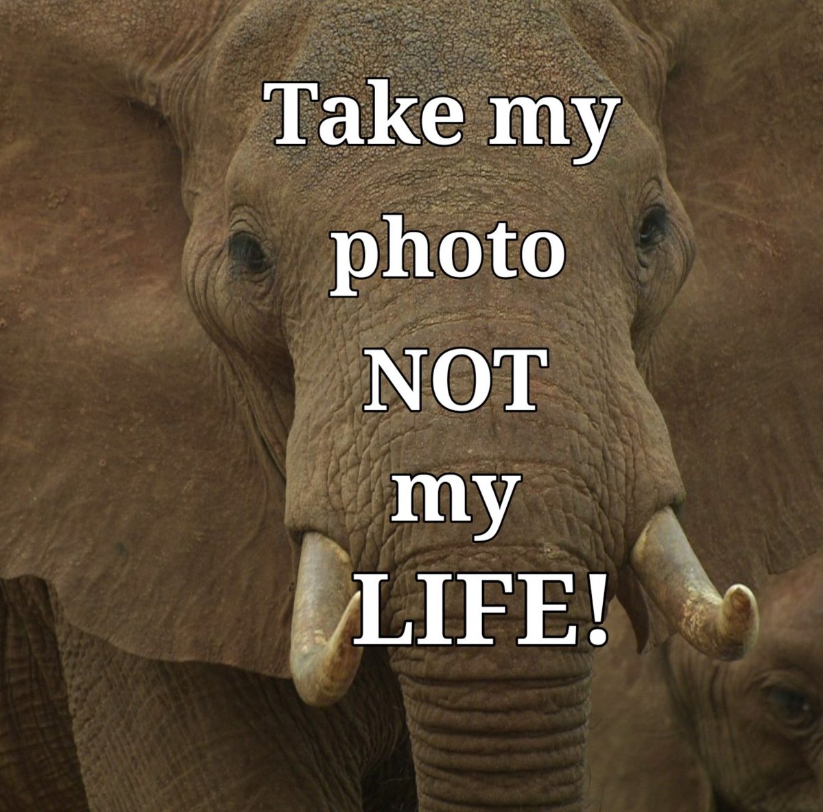 TaylorShone's tweet image. Seeing elephants in the wild was described by 1 person as being the greatest gift of life. In their natural habitat, they were &quot;a sight to behold.&quot; Some don&apos;t respect their right to live. For a fee, their lives are over. Body parts made into hideous trophies! 
#StopTrophyHunting