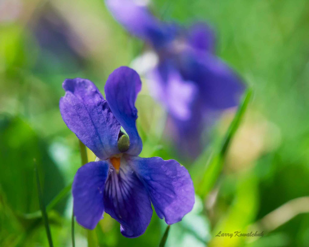 Touching the Senses of Spring with a Violet #flower #flowerphotography #NatureLover  #NaturePhotography #NatureBeauty #Spring #violet #ThamesCentrePhotographer #Ontario