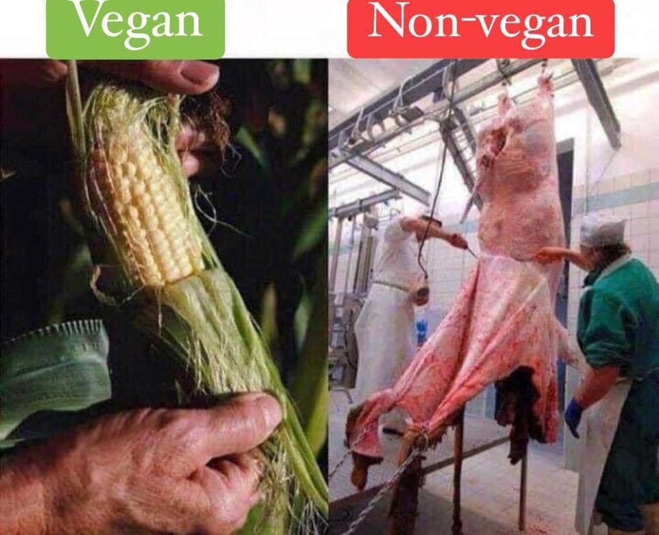 Why we are vegan. Do we need to explain it again?