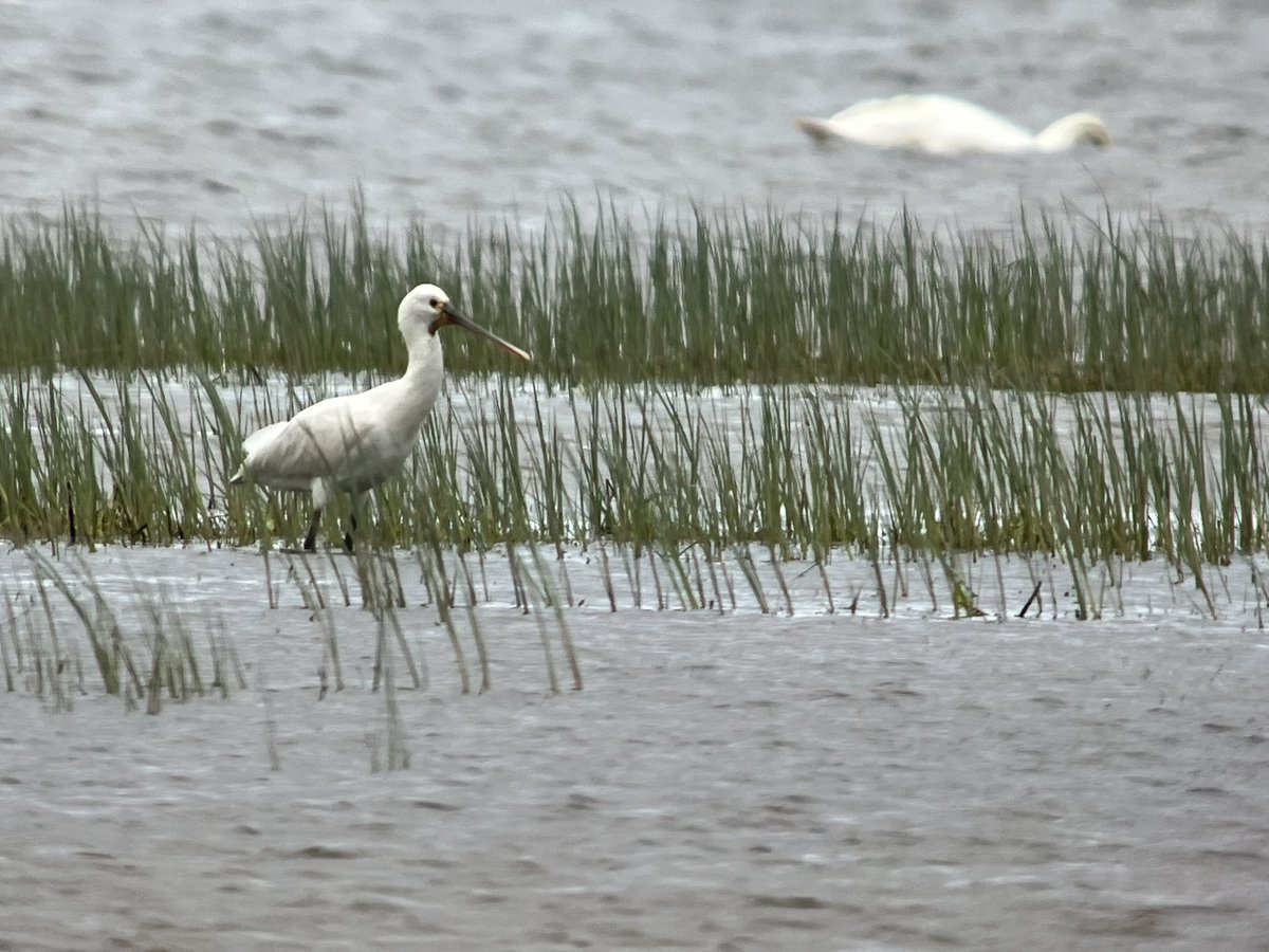 cianbirder's tweet photo. What a day at Tacumshin! Found a female Lesser Scaup and first-summer American Golden plover!! Fem Long-tailed duck, 5-6 Greater scaup, 2cy Spoonbill, summer long-billed dowither, 4 Ruff including a summer male, 16+ little gulls and 2 bearded reedling!!! #springbirding https://t.co/PwH8kdWZxw