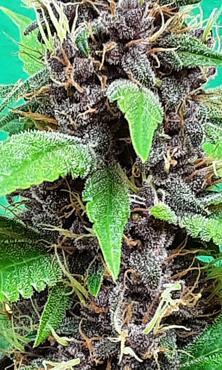 hanfguru's tweet photo. https://t.co/IkdtB5e8XU - Seeding &amp; Growing Guide https://t.co/PwbA7ov9HU