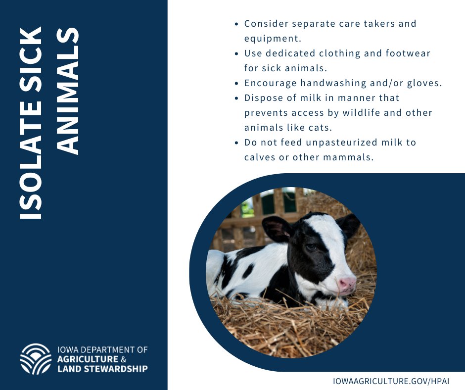 Dairy producers, monitor your cattle closely. If they are sick, isolate them and follow these recommendations. For more information about HPAI and biosecurity, visit iowaagriculture.gov