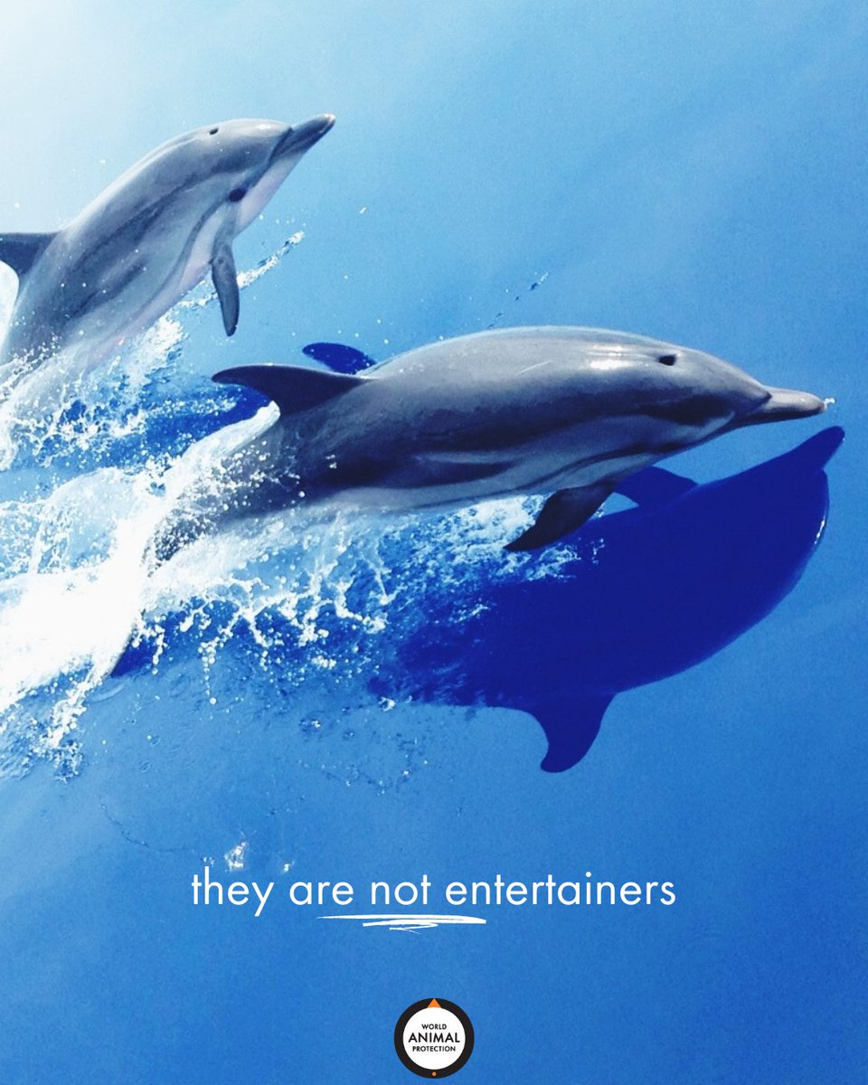 Dolphins are #NotEntertainers.