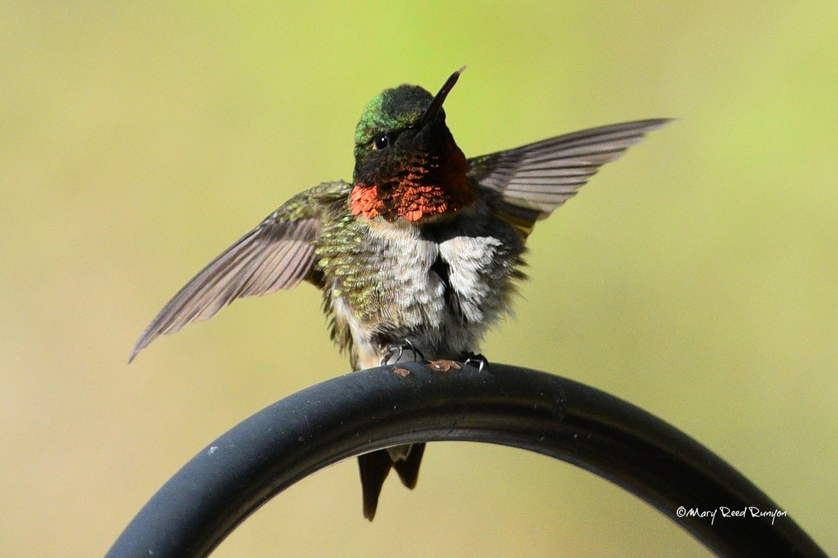 He's so stinkin' cute! 🥰 #Hummingbird @WYMT @brobwx @WSAZBrandon @SpencerWeather @Kentuckyweather @cjwxguy56 @JoshFitzWx @weatherchannel #ekywx #kywx #sekywx