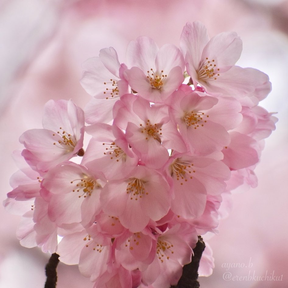 まるでガラス細工

#桜 #cherryblossoms