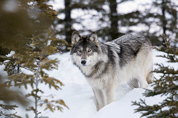 Action to oppose the poisoning of Wolves and other Wildlife in Canada. action.ifaw.org/page/82163/act… @ifawglobal