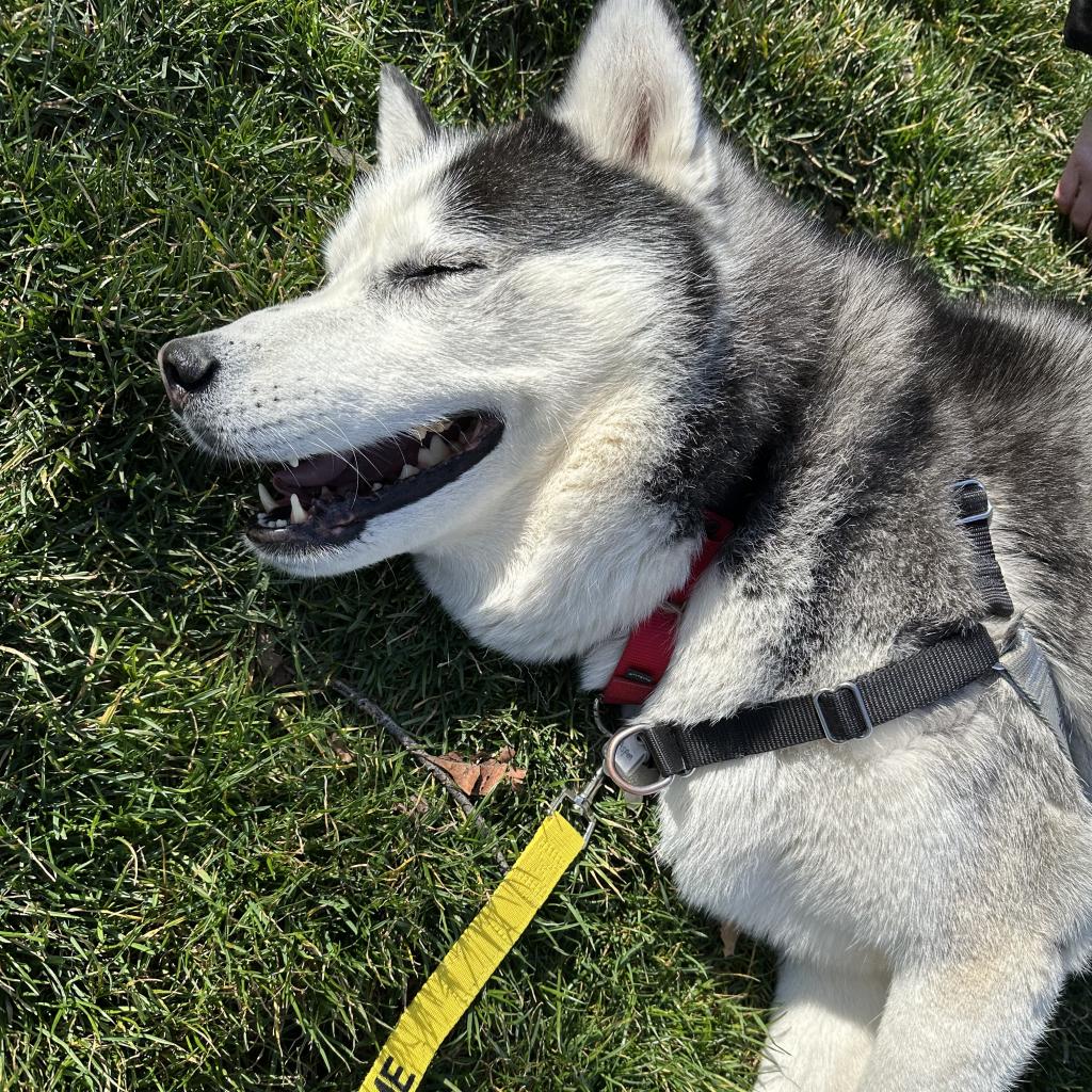 Ah, the sweet scent of spring is finally in the air! This fluffy husky is eager to bask in the springtime splendor! Who's ready to join Aspen for some sunny snuggles and grassy daydreams? Click the link below to find out how! ow.ly/XiFv50RhKH3 #SpringtimeJoy #AdoptDontShop