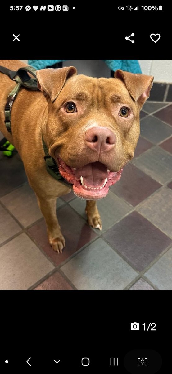 💔Canela💔 #NYCACC #197114 2t ▪️To Be Killed: 4/20💉 Precious sweetie's💔, surr as 'the kids not caring 4 animal!' Unbelievable! No wonder poor baby can't settle, stressed, whether in or out of cell! Needs loving, gentle, N.East #Adopter/#Foster, 2 feel safe. Pls #pledge 💞C