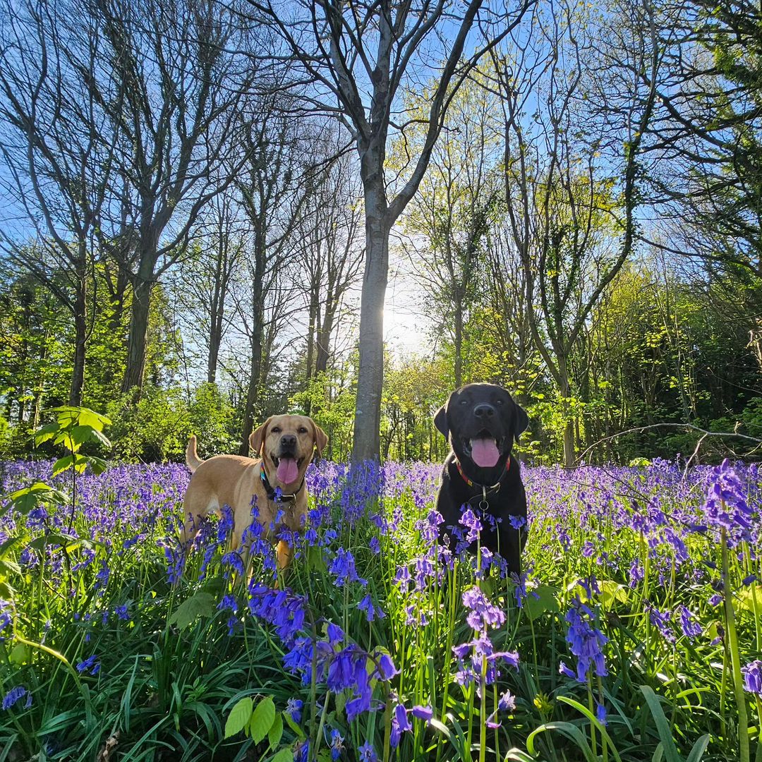 This is your sign to add the spring spectacle of bluebell season in the UK to your pet sitting bucket list. 🥹 🪻 Did you know that half of the world's bluebells bloom on the British Isles? #TrustedHousesitters #PetWanderlust