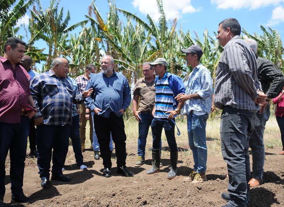 Experiencias como la de los mellizos Lezcano, usufructuarios camagüeyanos, son un ejemplo de lo que se debe lograr en producción de alimentos. Sus más de 85 hectáreas de cultivos varios, tienen un impacto muy positivo en centros sociales y en la población. #GenteQueSuma