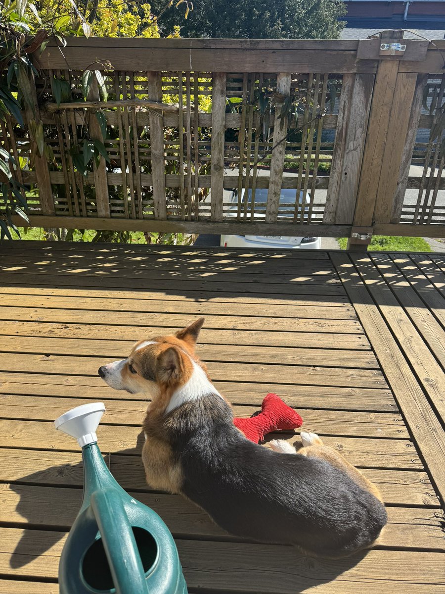 Just two good boys soaking in the Seattle sun ☀️