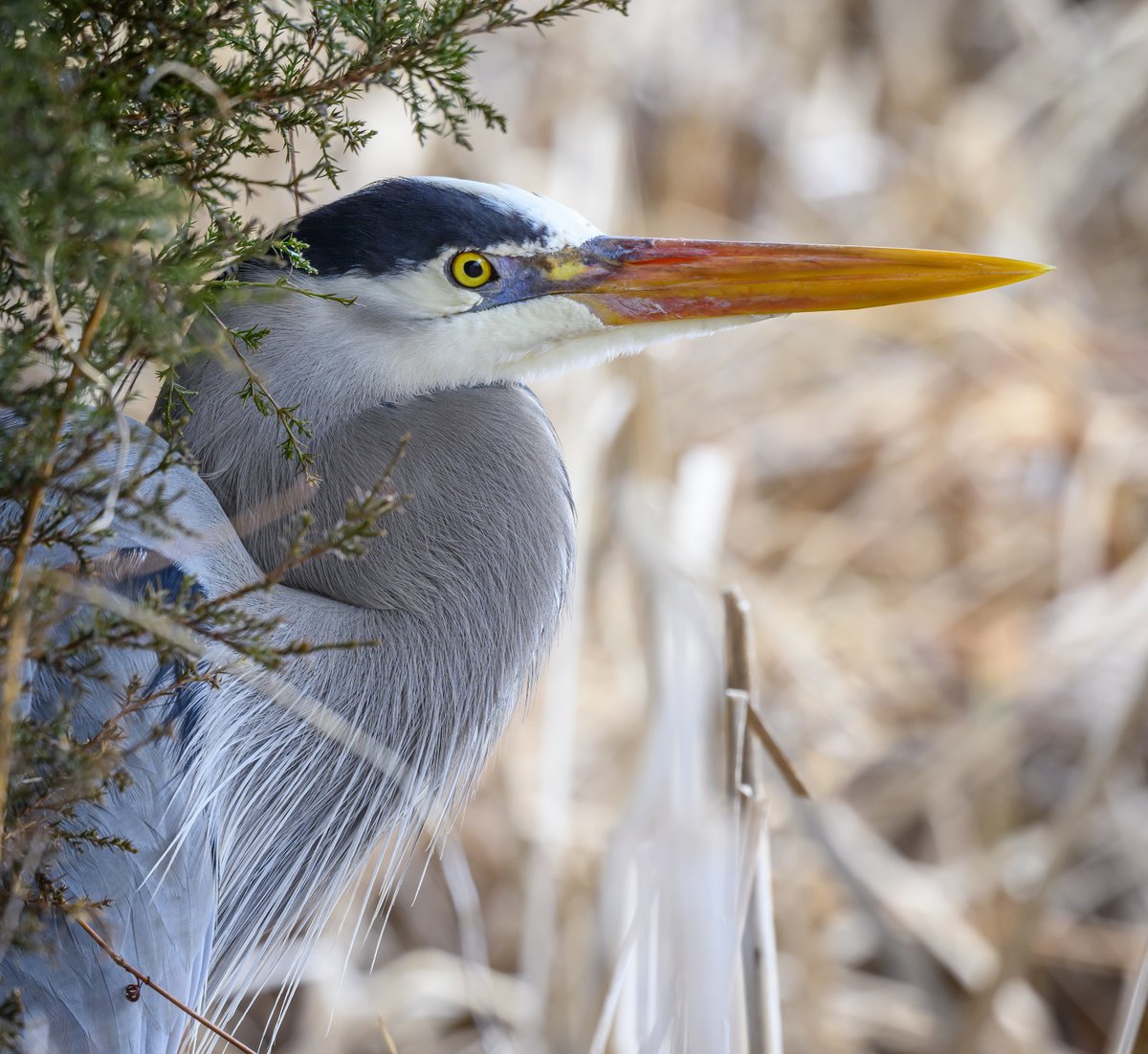 A Great Blue Heron giving a good look at his breeding colors with his blue lores and bright beak. I believe this is a male because while males and females look alike, the females were at the nests, working on putting sticks in the right places.